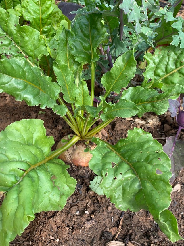 PHOTO 2024 07 11 13 31 3311