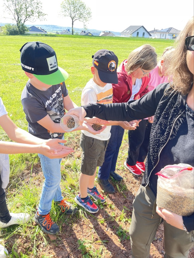 03 05 2025 Blühstreifen 17