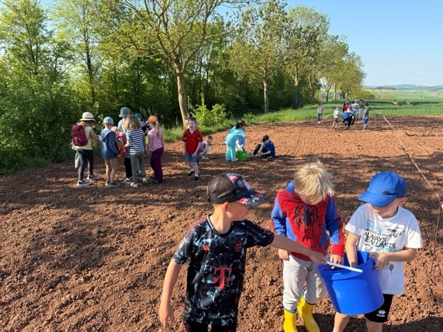 03 05 2025 Blühstreifen 9