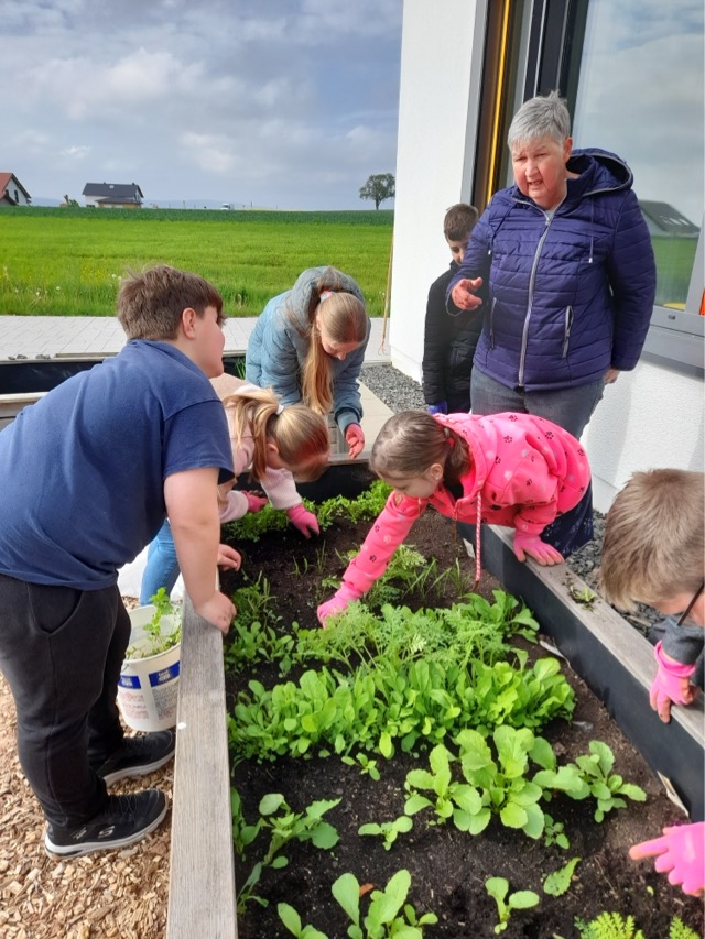 29 06 2025 Gemüseacker 3