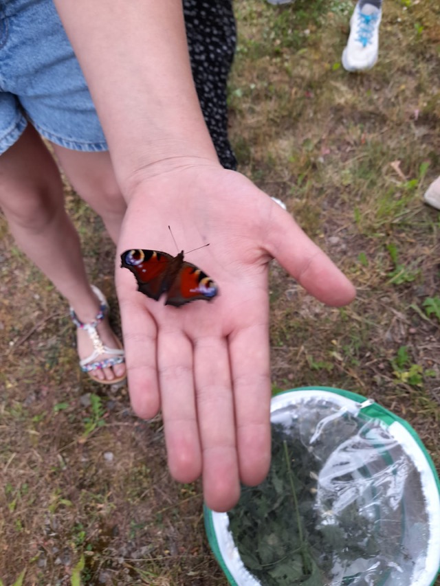 29 06 2025 Gemüseacker 9