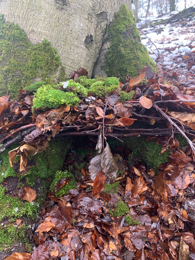 2026 02 10 Waldtag 8