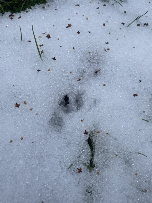 2026 02 11 Waldtag 15